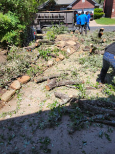 Box Tree Care Highlights Comprehensive Tree Removal Service Portfolio for Central Texas Properties